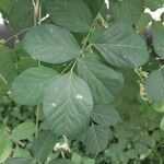 Clitoria ternatea Blad