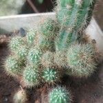 Echinocereus coccineus 葉