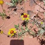 Gaillardia pinnatifida പുഷ്പം