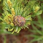 Pinus pumila Plod