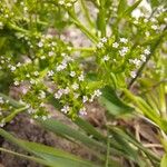Valerianella eriocarpa Kwiat