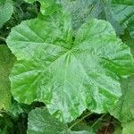 Malva pusilla Blad