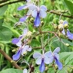 Rotheca myricoides फूल