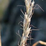 Helictochloa bromoides Fruto