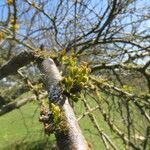 Vachellia caven Inny