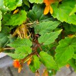 Begonia sutherlandii برگ