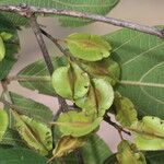 Combretum molle Fruit