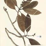 Stachyarrhena penduliflora