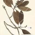 Stachyarrhena penduliflora Leaf