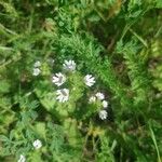 Euphrasia officinalisКвітка