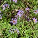 Symphyotrichum oblongifolium फूल