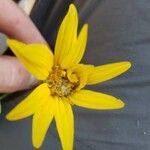 Arnica cordifolia Λουλούδι