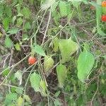 Solanum triquetrum Агульны выгляд