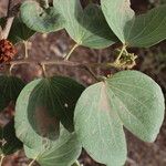 Piliostigma reticulatum Inny