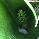 Neottia ovata Flower