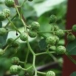 Zanthoxylum piperitum Frukt