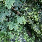 Hymenophyllum polyanthos Folla