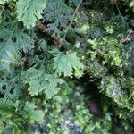 Hymenophyllum polyanthos 葉