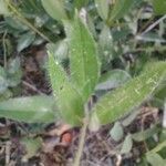 Silphium asteriscus Frunză