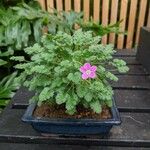 Erodium corsicum 花