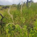 Sericocomopsis hildebrandtii Habit