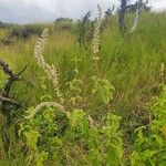 Sericocomopsis hildebrandtii Plante entière