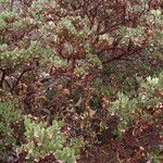 Arctostaphylos pungens Vivejo