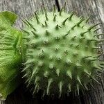 Datura innoxia Meyve