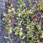 Patellifolia procumbens Blatt