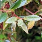 Peperomia flexicaulis Leaf