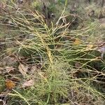 Equisetum pratense Лист