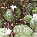 Hemigraphis alternata Feuille