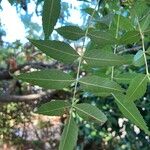 Fraxinus angustifolia Blatt