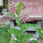 Asclepias sullivantii Листок