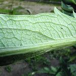 Cynara cardunculus List