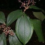 Miconia ligulata Прочее