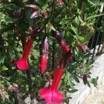 Cantua buxifolia Leaf