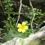 Ludwigia peploidesFlower