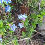 Glandora prostrata Flower