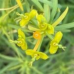 Euphorbia lamarckii Fleur