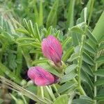 Vicia monantha Flower