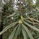 Hakea salicifolia Blüte