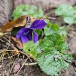 Viola odorata Flower