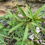 Epilobium angustifoliumFolha