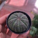 Euphorbia obesa 葉