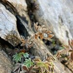 Potentilla nivalis Flower