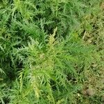 Urtica cannabina List