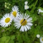 Erigeron annuusVirág