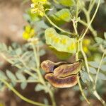 Senna alexandrina Fruit