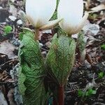 Sanguinaria canadensis Цвят